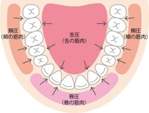 鼻呼吸（歯並びが悪くならない）のための正しい舌の位置を示すイラスト