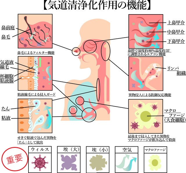 こどもと女性の歯科クリニック 気道清浄化作用の機能