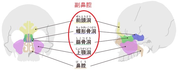 こどもと女性の歯科クリニック 鼻腔と副鼻腔の位置と各部の名称