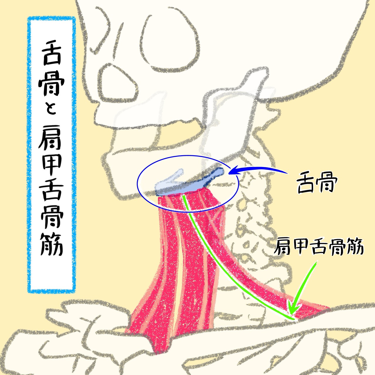 舌骨と肩甲舌骨筋の関係を示すイラスト