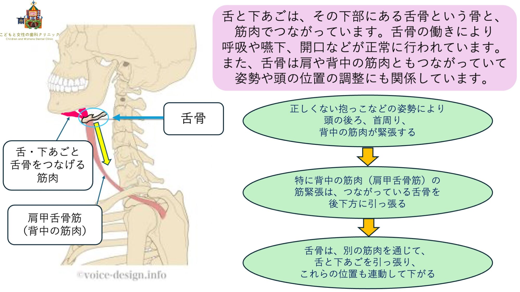 こどもと女性の歯科クリニック 舌骨が下がった際の骨格構造的フロー