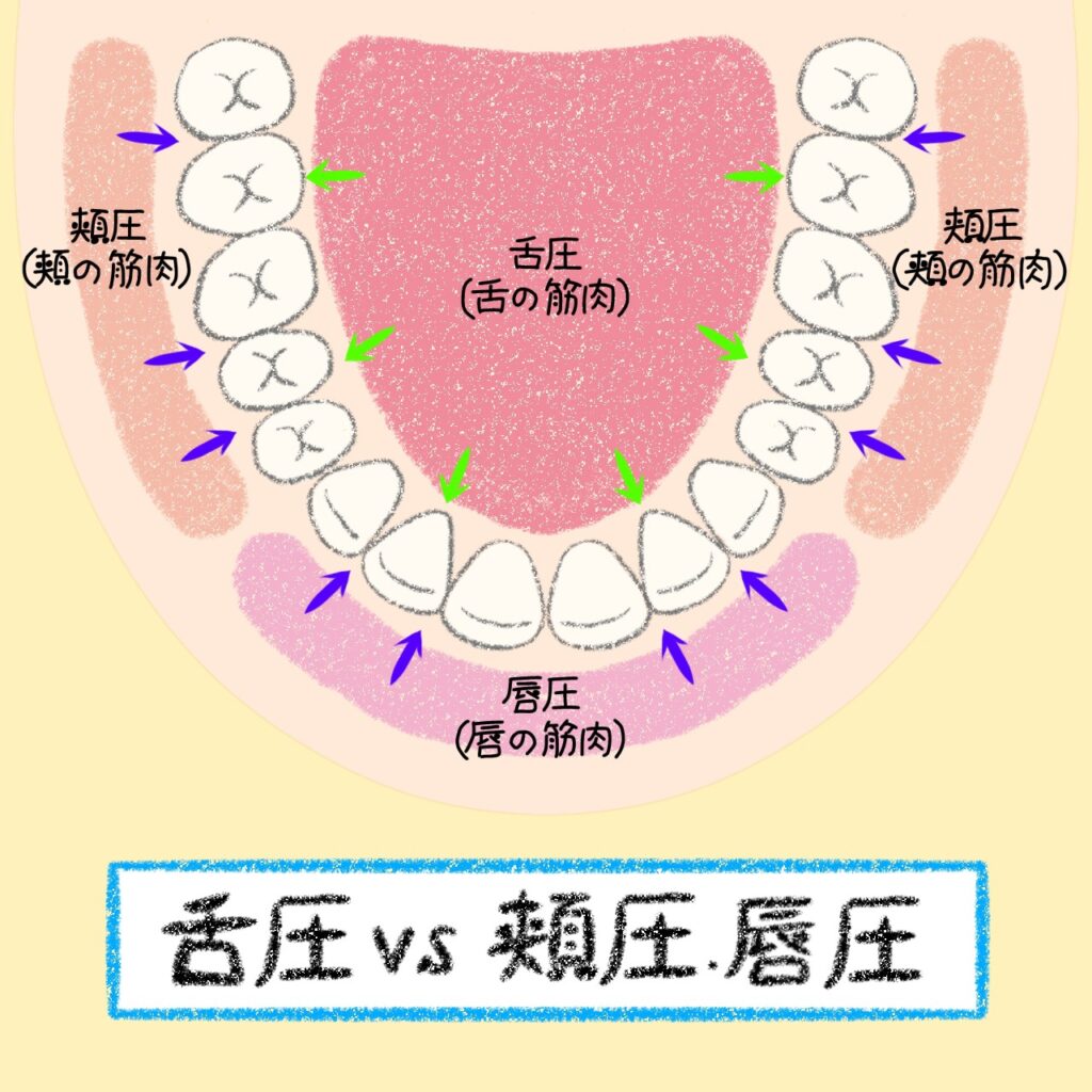 こどもと女性の歯科クリニック 舌圧と頬圧・唇圧の関係を示すイラスト