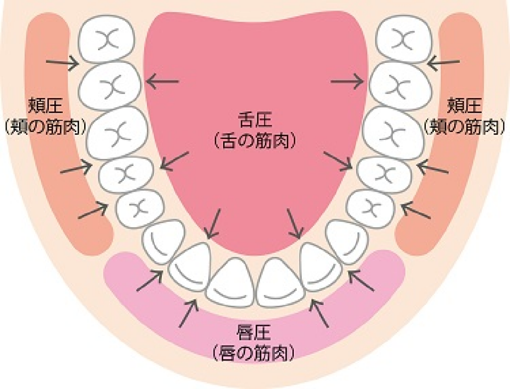 歯列にかかる内外の圧力を示すイラスト