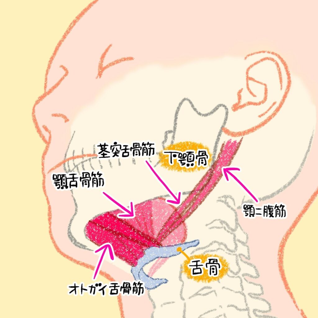 こどもと女性の歯科クリニック 舌骨を取り巻く筋肉群を示すイラスト