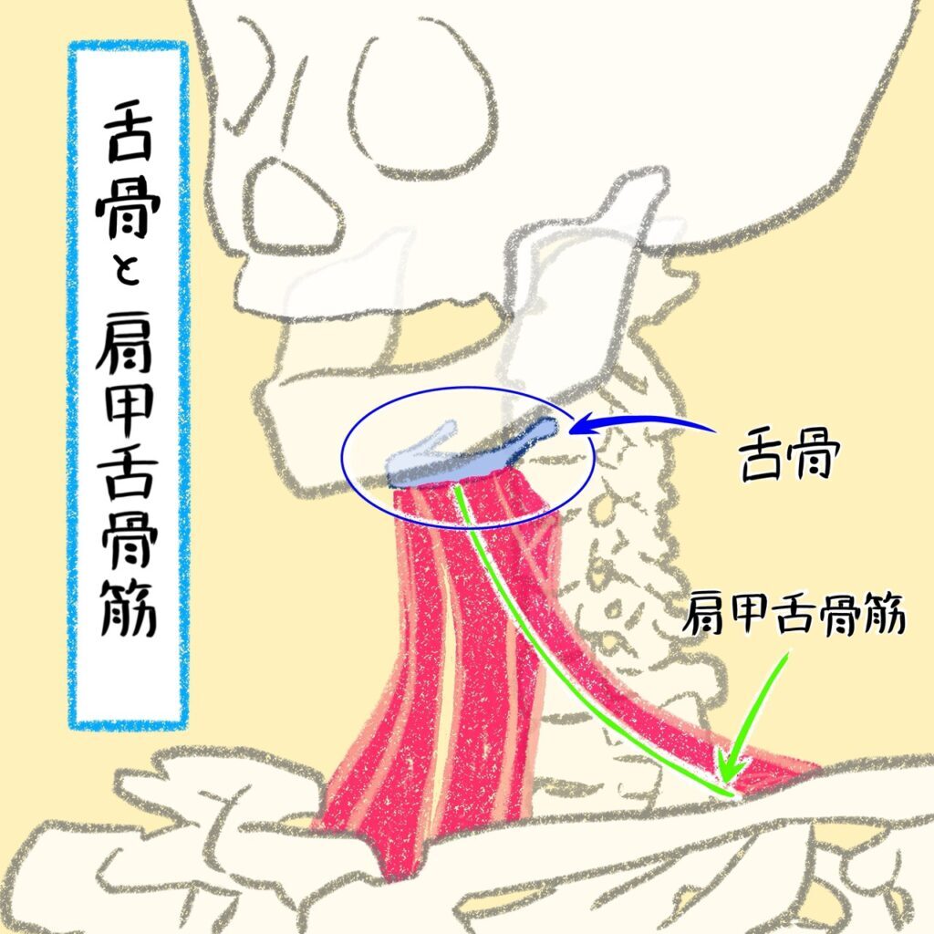 舌骨と肩甲舌骨筋の関係を示すイラスト