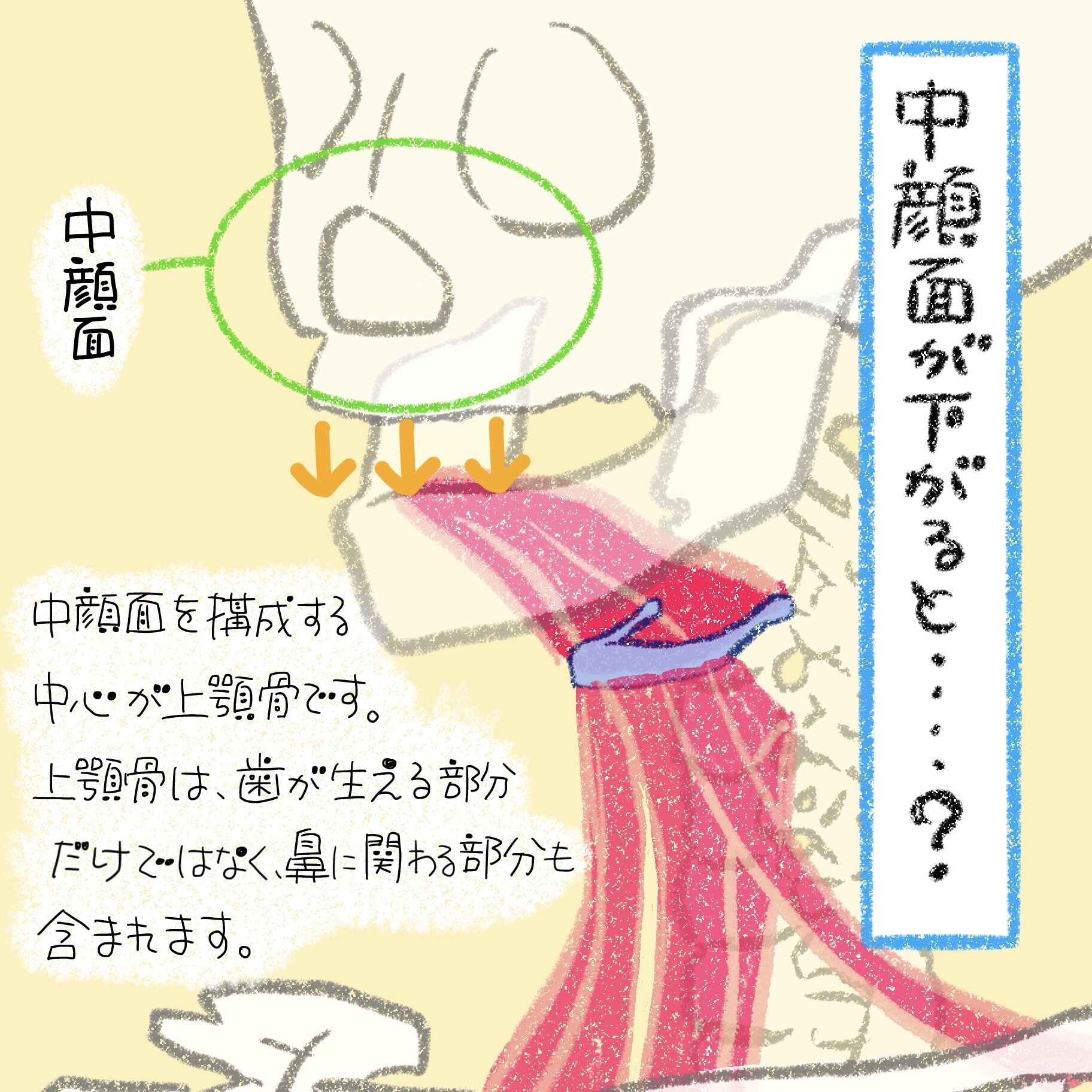 中顔面を構成する上顎骨は歯と鼻に関わる骨と示すイラスト